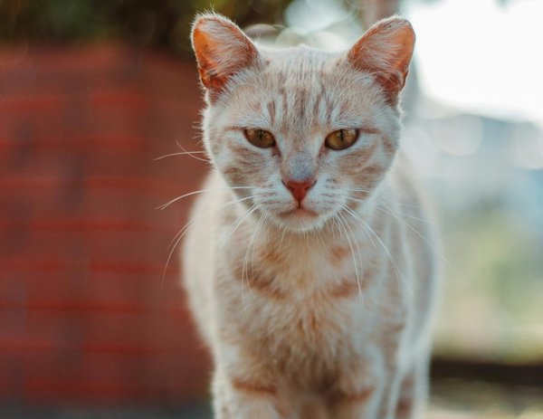 Quelle est la meilleure façon de traiter un chat Angora turc souffrant d'obésité ?