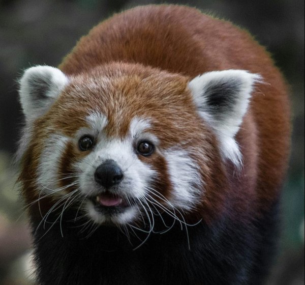 Quelle variété de bambou est préférable pour un panda roux en captivité?