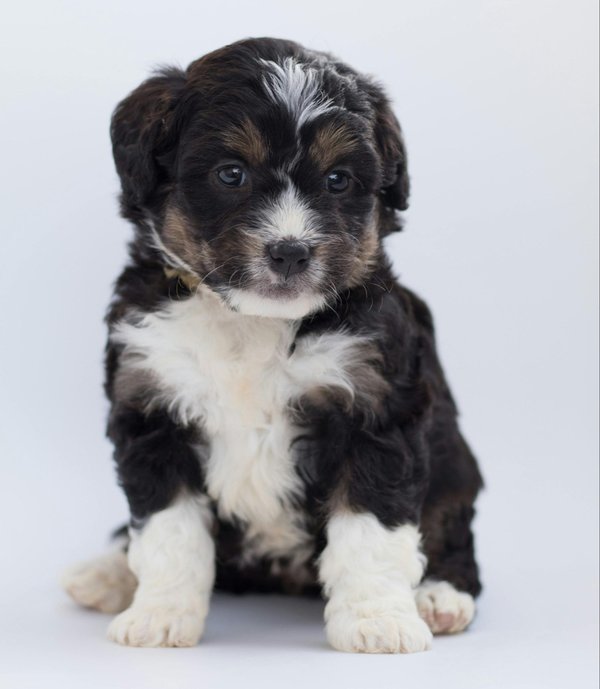 Quels sont les signes d'un bon développement social chez un chiot de race Welsh Corgi?