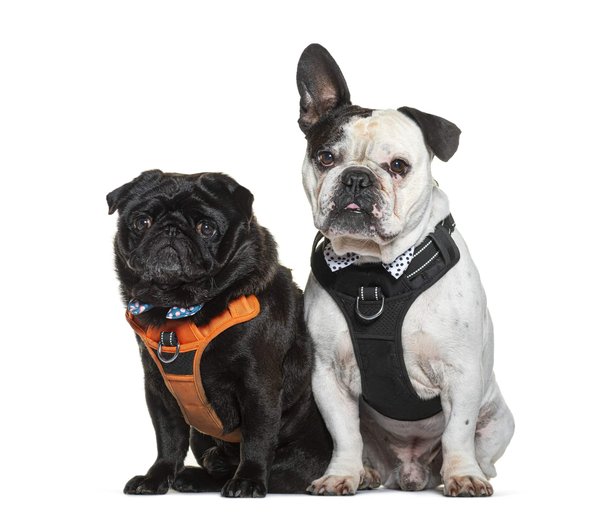 Accessoires pour chiens chics et durables
