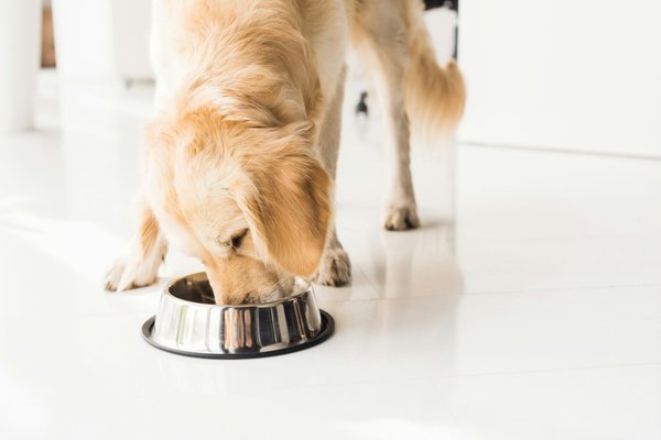 Pâtée pour chien naturelle : cuisson à basse température et viande fraîche