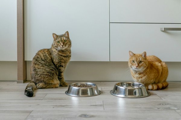Découvrez les croquettes françaises pour chiens et chats à angers